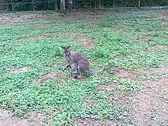 Tammar wallaby