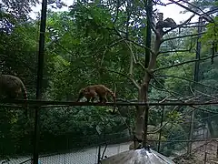 South American coati