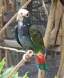 A blue-grey parrot with a light-blue underside, green wings, brown shoulders, a white forehead, orange eye-spots, and a red underside of the tail