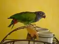 Pet parrot