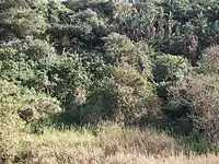 Coastal vegetation.