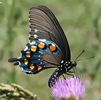 Pipevine swallowtail UN (model)