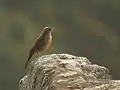 Long-billed Pipit, probably A. s. travancoriensis, in Kalakad - Mundanthurai Tiger Reserve, India