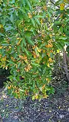 Shrub laden with fruit