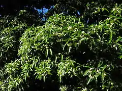 Pittosporum undulatum