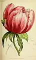 Peony 'Mme Gustave Croux'