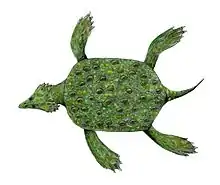 Life restoration of Placochelys