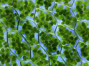 The chloroplasts of plant cells contain a high concentration of chlorophyll, making them appear green.