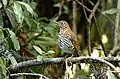 Himalayan thrush from Mishmi Hills, Arunachal Pradesh, India