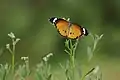 Plain Tiger butterfly in Rao Jodha Desert Rock Park