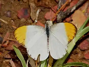 Dorsal view (male)