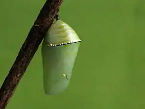 Pupa