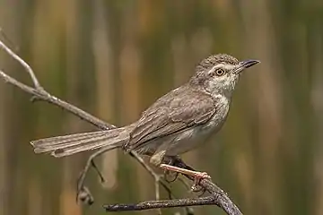 P. i. insularisSri Lanka