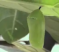 Fresh pupa at Bandra Kurla Complex, Mumbai