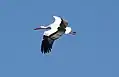 White stork