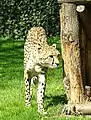 Cheetah