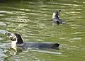 Humboldt penguin