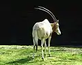 Scimitar oryx