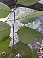 Leaf underside displaying pubescence