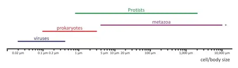 Plankton sizes by taxonomic groups 