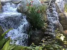 An example of one of the thousands of plants taken care of at the San Diego Zoo