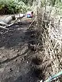 Planting a hazel hedge