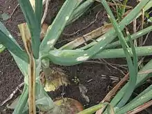 "Botrytis squamosa" on an onion plant