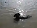 Australian tubeworms encrusting a duck decoy