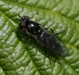 Platycheirus albimanus female