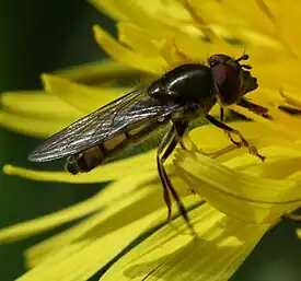 Platycheirus manicatus male