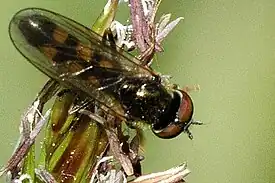 Platycheirus clypeatus male