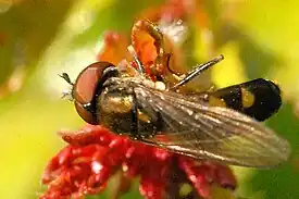 Platycheirus splendidus male