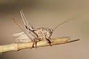 Male