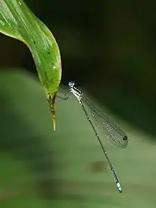 male