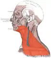 Platysma is visible at bottom, in neck