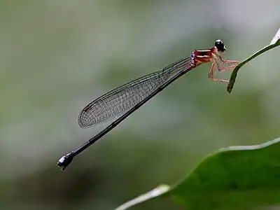 Indosticta deccanensis female