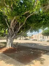 Plaza with the Catholic church in the background.