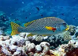 Plectorhinchus lineatus at North Horn, Osprey Reef, Coral Sea, 2006