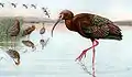 White-faced ibis, from Game Birds of California (1918)