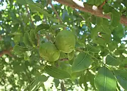 Unripe fruit