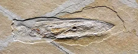 Fossil Plesioteuthis from the Tithonian (c. 150 Mya, upper Jurassic), Solnhofen, Germany