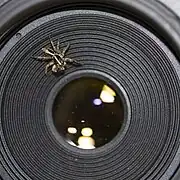 Plexippus paykulli on a camera lens