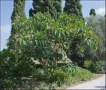 Pink Plumeria rubra tree