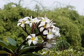 Plumeria rubra