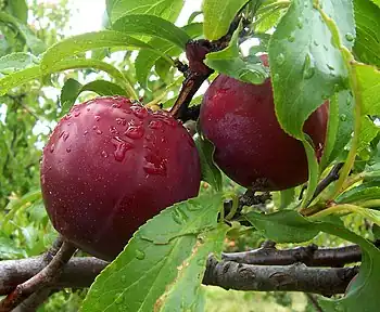 Plum (prunus domestica)