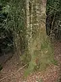 Eucryphia moorei, Monga National Park