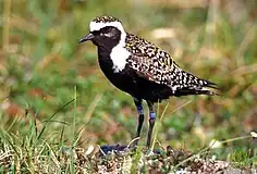 A shorebird with black underparts, spangled golden upperparts, and a white forehead and neck sides