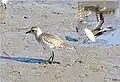 Bird in first-winter plumage; inset, in flight, showing the black axillaries and white rump and barred tail