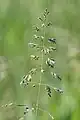 Loose, whorled green panicle, much branched, 15 cm (6 in.) long