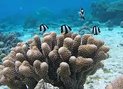 Pocillopora meandrina